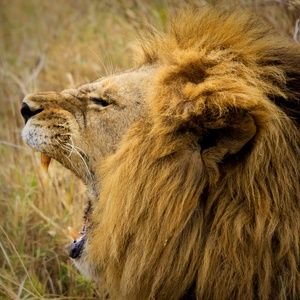 Meet your Posher, Andre